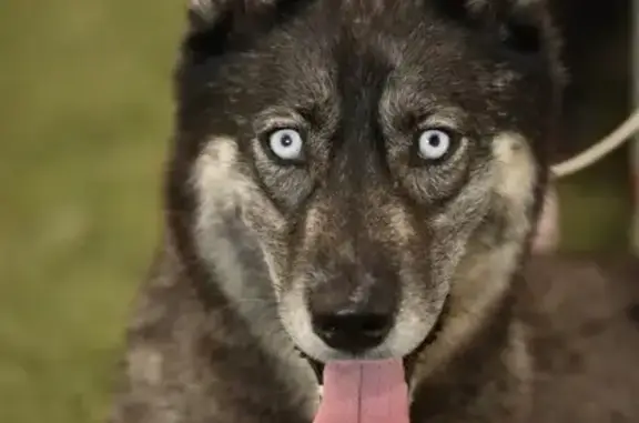 Help Find Moon: Lost Husky in Fairborn