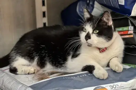 Кішки загублені, Київ, фото: Зникла кішка з червоним ошийником у Києві