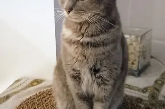 Chatte grise perdue à Châteaubernard - photo