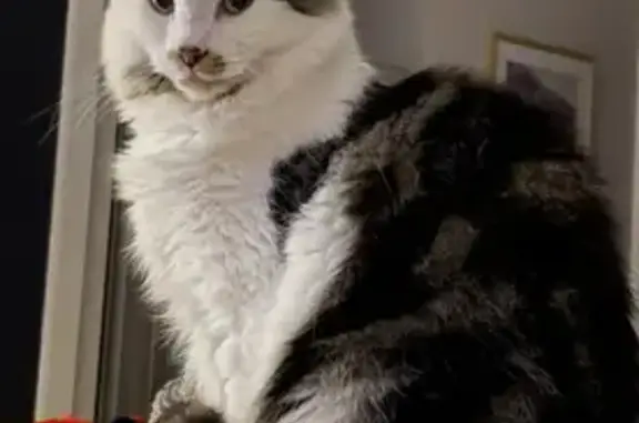 Lost Cat Milo: Fluffy, Moustached & Shy