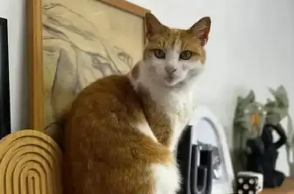 Lost Cat: Ginger, White Feet, Wrensch Rd