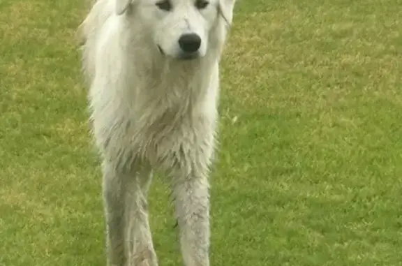 Found dog Wollondilly, photo: Found: Friendly Big Dog in Wollondilly