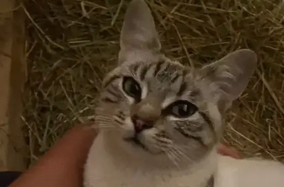 Chat perdu, , photo: Chatte blanche perdue, extrémités grises