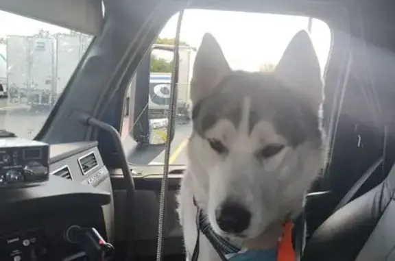 Lost Husky: Fluffy Escaped on Parker Rd