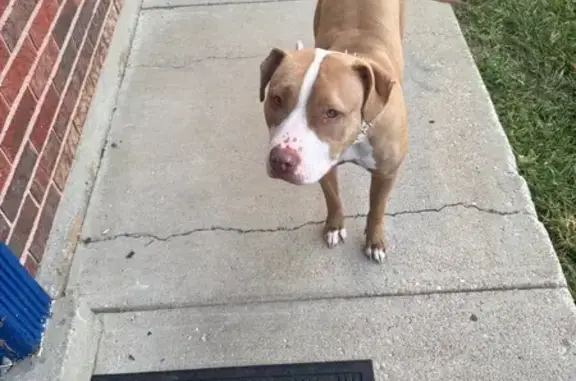 Lost: Light Brown & White Dog, St. Louis