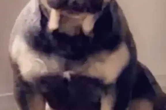 Lost Dog: Black & Tan in Lynwood Area