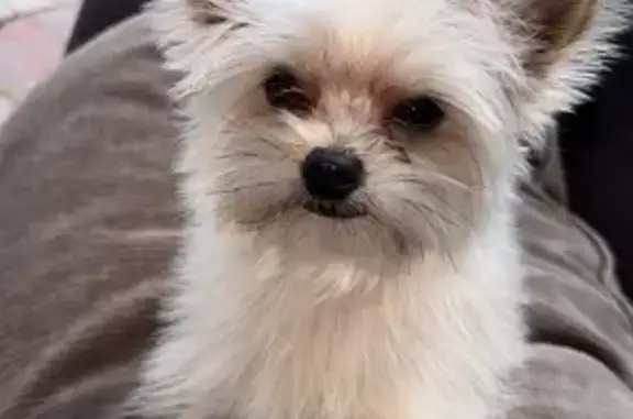 Lost Yorkie: Male, Champagne, 3lbs, FL