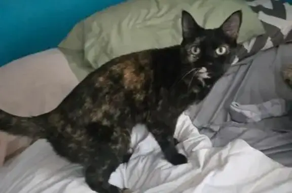 Lost Cat: Brown & Black in Whitby, Livonia