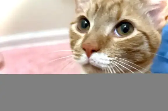 Missing cat Columbia, photo: Lost Orange Tabby Cat on Helton Dr