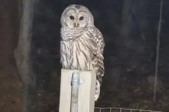 Bird Spotted in Hardwood Acres...