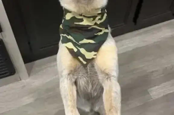 Lost Lilac Blue Heeler Near AR 177 Hwy