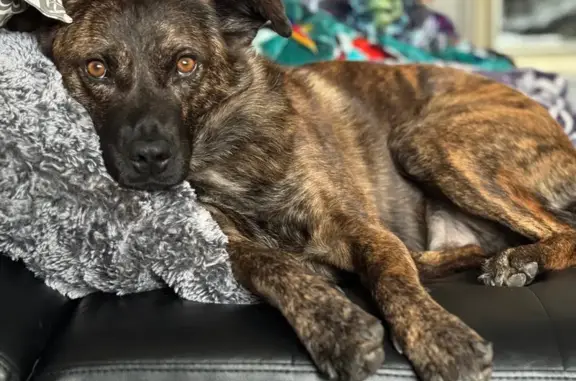 Lost pets , photo: Lost Sweet Shepherd Mix in Salt Lake City