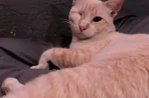 Gatos perdidos, Mexicali, foto: Gato Naranja de Un Ojo Perdido en Mexicali