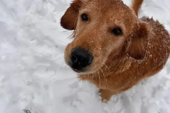 Missing dog , photo: Lost Dog: Bella, Golden/Setter Mix