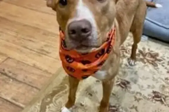 Missing dog Clare, photo: Lost: Tan & White Staffy in Clare Area