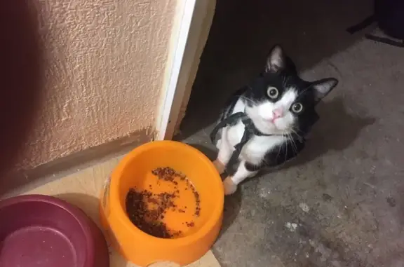 Animales perdidos Cuautitlan Izcalli, foto: Gato Toxido Perdido en Cuautitlán Izcalli