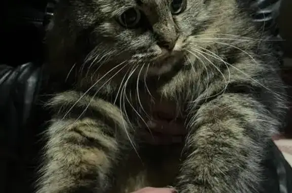 Зникла пухнаста трьохмасна кішка Муся