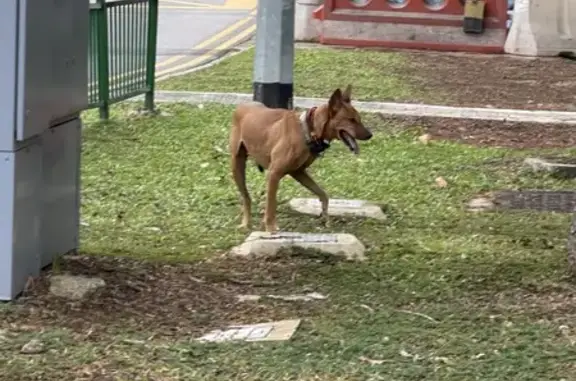 Found: Brown Dog with Collar i...
