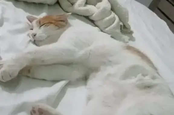 ¡Gato Cariñoso Perdido en La Almunia! - photo