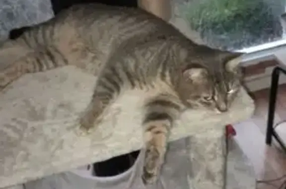 Chat perdu après tempête, Garges-lès-Gonesse - photo