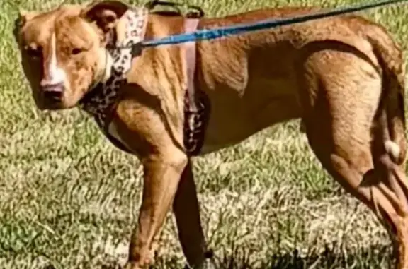 Missing dog , photo: Lost Timid Tan & White Staffy in SA