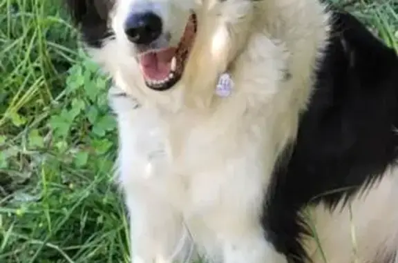Animaux perdus Méounes-lès-Montrieux, photo: Border Collie perdue à Méounes-lès-Montrieux