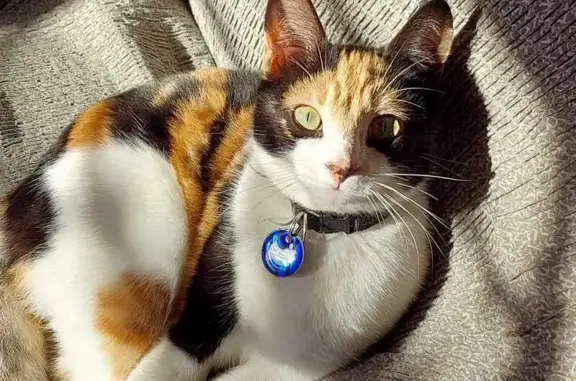 Lost Cat: Friendly, Striking Face, Kraaifontein