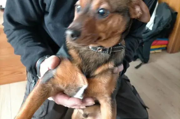 Chien trouvé Pessac, photo: Chien marron trouvé près de Bordeaux Montaigne