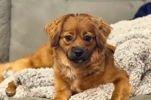 Missing dog Chester, photo: Lost Tan Dog: Black Mouth, Fluffy, Chester