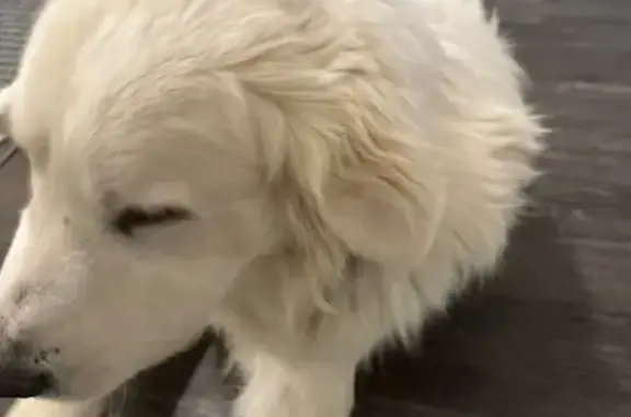 Found dog Campbell, photo: Highway Hero: Found Dog Needs Home