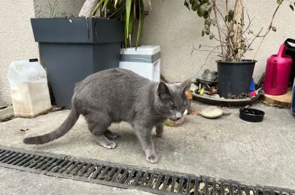 Animaux trouvés Saint-Égrève, photo: Chatte grise trouvée, 3/4 ans, St-Égrève