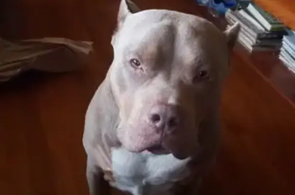 Friendly Lost Dog on County Road 3400