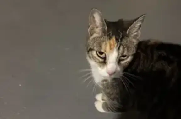 Missing cat Englewood, photo: Lost Calico Cat 'Baby' Near Main Street