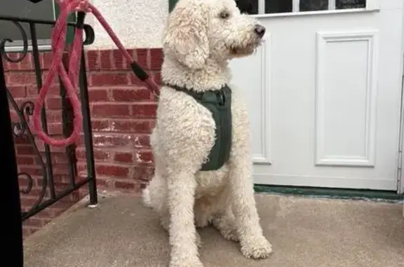 Found pets Minneapolis, photo: Found: Friendly White Poodle in Minneapolis