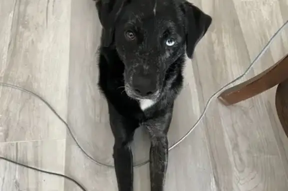 Lost Dog: Black & White, Blue/Brown Eyes - photo