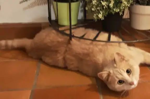 Chat beige et blanc perdu à Blanzat - photo