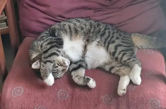 Missing cat Bloemfontein, photo: Lost: Grey Cat with Black Stripes