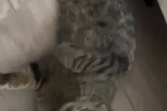 Gato Atigrado Hallado en Santa Coloma - photo