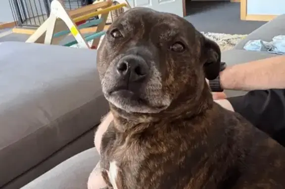 Brindle white patch on his chest very timid 9 yr old
