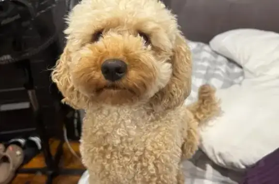 Lost Cavoodle: Apricot on Rooty Hill Rd