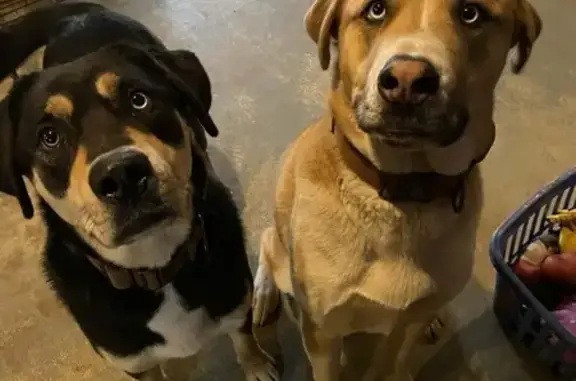 Lost Dog Near Westbrook Rd, Ionia 3425