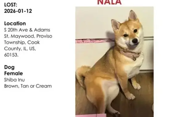 Missing dog Maywood, photo: Lost Shiba Inu: Limping, Pink Collar