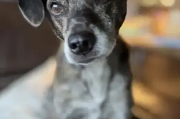 Missing dog Lake Elmo, photo: Lost Brindle Jack Russell-Beagle Mix