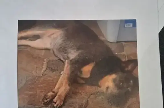 Lost Blue Heeler: Friendly Older Female