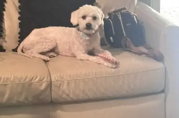 Lost and found pets North Las Vegas, photo: Lost Poodle-Mix: East Owens Ave, N. LV