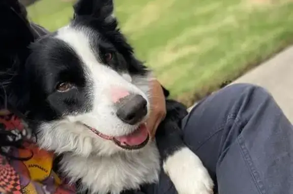 Lost Dog in Meadow Flat: Friendly & Cuddly