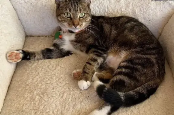 Missing Cat: White Paws & Tipped Tail