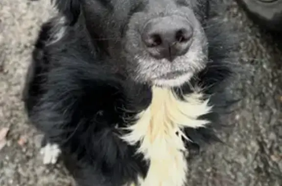 Lost Black Aussie: No Tail, Athletic Build