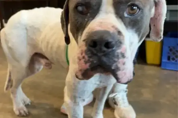 Found dog Mississippi State, photo: Sweet Found Dog Needs Loving Home