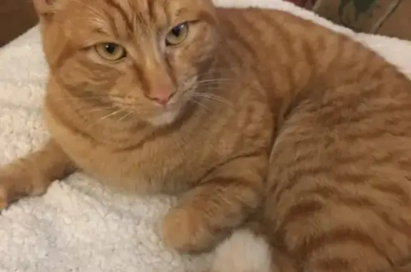 Lost pets , photo: Lost Cat Near Stirling: Help Us Find Him!